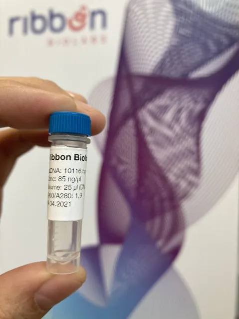 hand holding up a vial with label "Ribbon Biolabs"